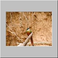 17- Jacamar.html